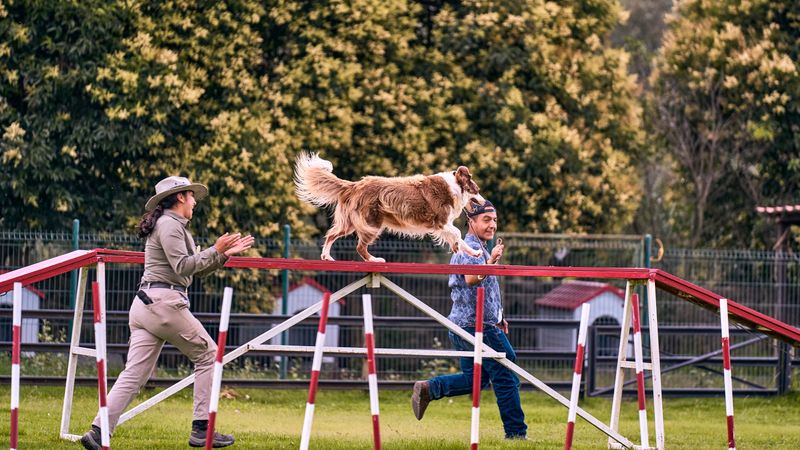 Dog running an agility course with trainers in a park