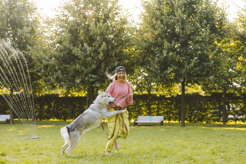 Trainer playing with a husky in a park